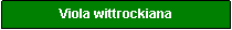 Textfeld: Viola wittrockiana