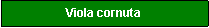 Textfeld: Viola cornuta