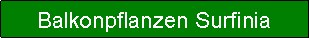 Textfeld: Balkonpflanzen Surfinia